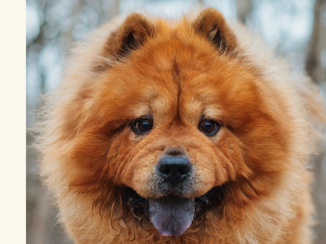 How Much Do Chow Chows Cost